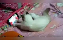 Facebook viral: gata aprovecha descuido de su dueña y usa su celular para ver dibujos animados [VIDEO]