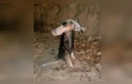 Youtube viral - animales