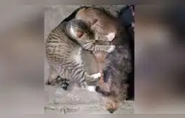 Gata ve que su ‘amiga’ acaba de tener crías y se acerca a hacerle masajes