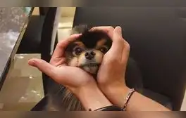 Yeontan, mascota de Taehyung. Foto: Twitter