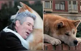 Siempre a tu lado, Hachiko. Créditos: composición/Hachiko, LLC