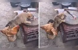 Gallina y perrito protagonizan una graciosa travesura viralizada en TikTok