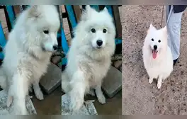 Desliza las imágenes para conocer a Yuan Yuan, el perrito que iba a ser sacrificado y su carne vendida en un mercado chino. Foto: TikTok