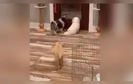 TikTok viral: perrito aprovecha el descuido de sus ‘amigos’ y los asusta por la espalda