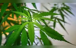 El Cannabis podría contribuir a contener el coronavirus, según estudio. Foto: AFP.