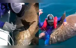 Pez gigantesco