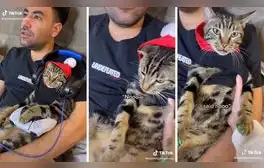 Gatito 'gamer': juega videojuegos con su dueño y reniega si lo separan de él