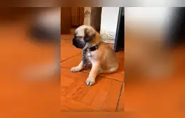 Facebook viral: mujer adopta a perro pug, sin imaginar que con el tiempo descubriría su verdadera raza [VIDEO]
