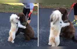 Perro se reencuentra con su ‘mejor amigo’ después de la cuarentena y protagonizan tierna escena [VIDEO]