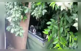 Rescatan a cachorros que fueron abandonados en un descampado