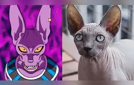 Dragon Ball Super: así reaccionó un 'gato egipcio' cuando tuvo encuentro con "Bills", el Dios de la Destrucción [FOTOS]