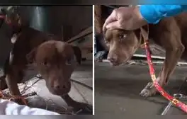Poco a poco, esta perrita volvió a confiar en las personas. Foto: captura de TikTok / @bella_bamba