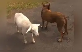 Estos animales demostraron que son un dúo inseparable en las buenas y en las malas. Foto: captura de 7 News