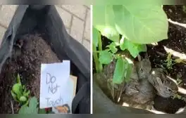Los conejos se apoderaron de las plantas y ahora este es su nuevo hogar. Foto: The Dodo