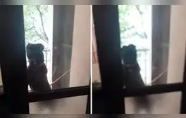 La graciosa conducta del can hizo reír a miles en las redes sociales. Foto: captura de YouTube