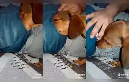 El can logró divertir a miles de usuarios con su insólito comportamiento. Foto: captura de TikTok