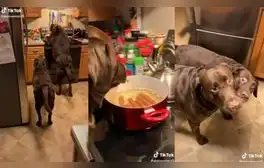 Los perritos fueron atrapados por su dueño, quien les llamó la atención por la travesura realizada. Foto: captura de TikTok