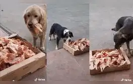La usuaria suele compartir momentos conmovedores que suceden con perros y gatos. Foto: captura de TikTok