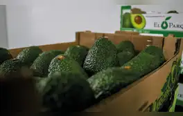 El Perú produce mayor cantidad de palta Hass. Foto: La República