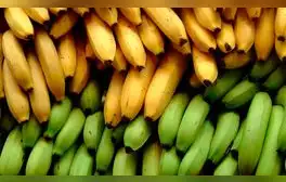 De acuerdo con la Encuesta Nacional de Hogares de 2019, el plátano es la fruta más consumida del Perú. Foto: composición de Fabrizio Oviedo / La República