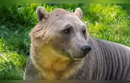 El primer avistamiento de un oso grolar ocurrió en 2006, cuando un cazador en el Ártico de Canadá mató a lo que creía era un oso polar y descubrió una especie mezclada. Foto: Philippe Clement / Arterra / Universal Images Group