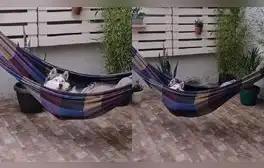 El perrito disfrutó de su nueva camita y durmió cómodamente. Foto: captura de TikTok