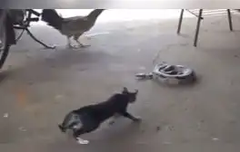 La gallina también se asustó y corrió cuando espantaron al gato. Foto: composición/ @el_botas2377