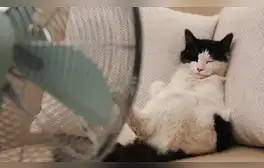 lr.pe