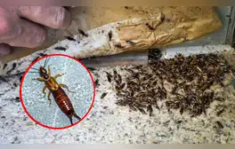 lr.pe