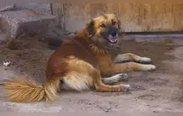 El perro chiribaya es uno de los héroes olvidados del desarrollo ganadero andino.