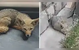 Serfor rescató a 'Run Run tacneño': zorro tiene signos de domesticación y maltrato