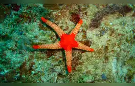 Los cinco brazos de las estrellas de mar desafían la simetría de muchos otros animales, sean vertebrados o invertebrados. Foto: Pexels