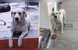 ¡Buscan a Espartaco! Perrito que vivía en estacionamiento lleva 5  días perdido