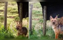 Run Run cumple 2 años de ser rescatado: así luce el zorrito en un zoológico de Cajamarca