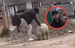 Joven mata a oveja y justifica el acto como un “mal día”: vecinos piden condena por maltrato animal