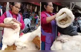 Peruana arrasa con ventas de piel de cordero en Lima y dicen: “Es eterno”