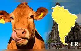 El ÚNICO país de Sudamérica que tiene más vacas que habitantes: aproximadamente 4 por persona