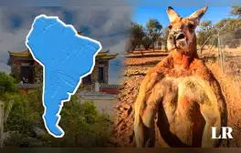 El país de Sudamérica que perdería una 'guerra' contra los canguros de Australia: cada ciudadano pelearía contra 14