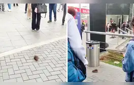Rata ingresa a universidad, pasea tranquilamente por el patio y en redes bromean: “Está buscando su salón”