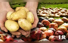 Ni Perú ni Rusia: este es el país que lidera en la mayor producción de papa en el mundo