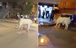 Santa Anita: toro embiste a transeúntes y desata caos en calles tras escaparse de camión