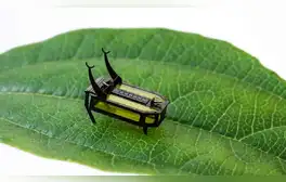 Ingenieros crean robots diminutos inspirados en insectos: uno mide 8 milímetros y pesa como un grano de arroz