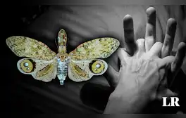 La leyenda de la Machaca, el insecto cuyo veneno solo se cura con sexo y habita en Sudamérica