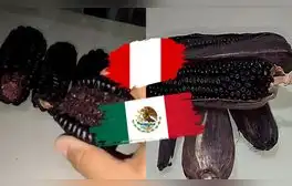 Mexicano compara el maíz morado peruano con el de su país y queda sorprendido: “Me gustó más”