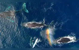 Científicos hallan sorprendente cambio en fisiología de ballenas tras pandemia de COVID-19