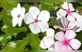 La planta medicinal que SOLO crece en Sudamérica y ayuda en el tratamiento contra el cáncer y la diabetes