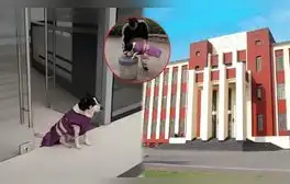 Conoce a Manchas, la perrita de la UNI que cuida el nuevo edificio de Investigación: fue rescatada y realiza acrobacias
