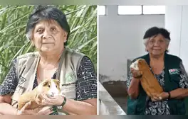 La ingeniera de la UNALM que lideró la creación de 4 razas de cuyes en el Perú: "Fui la única mujer de mi promoción"