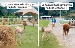 Alpaca esquilada e ignorada por sus compañeras genera bromas: “Cuando no tienes lana a nadie le importas”