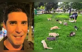 Uruguayo visita Perú y queda impactado al conocer el “parque de los gatos” en Miraflores: “Digno de destacar”